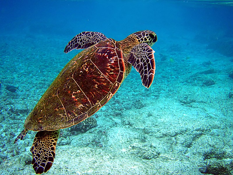 Green Sea Turtle