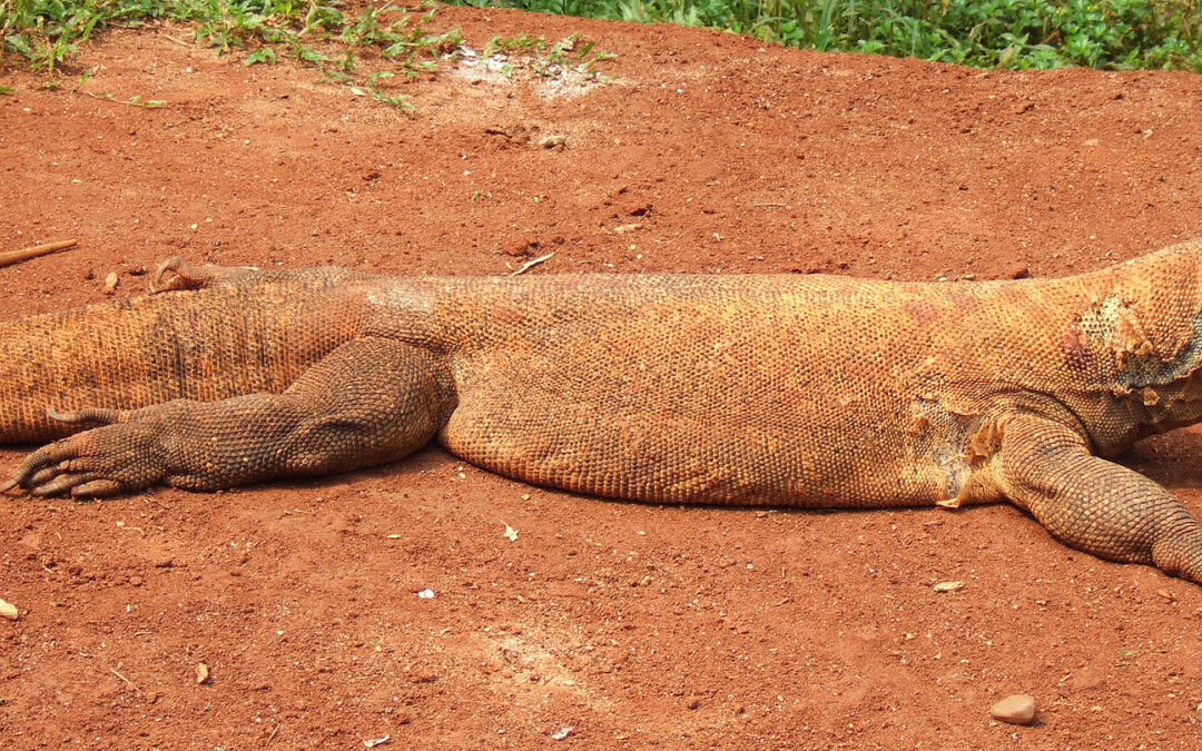 Komodo Dragon