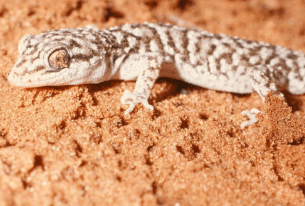 Gecko