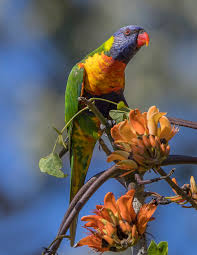 Rainbow lorikeet - Wikipedia