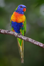 Rainbow lorikeet - Simple English Wikipedia, the free encyclopedia